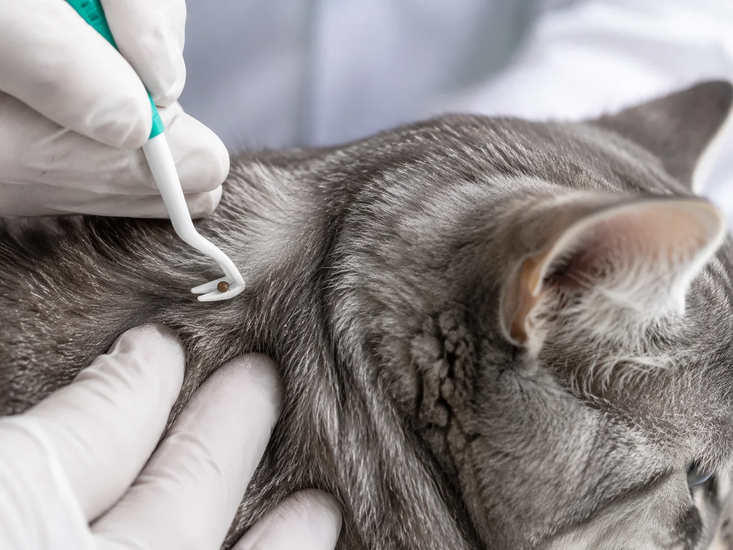 Veterinář odstraňuje klíště z kočky speciální pinzetou