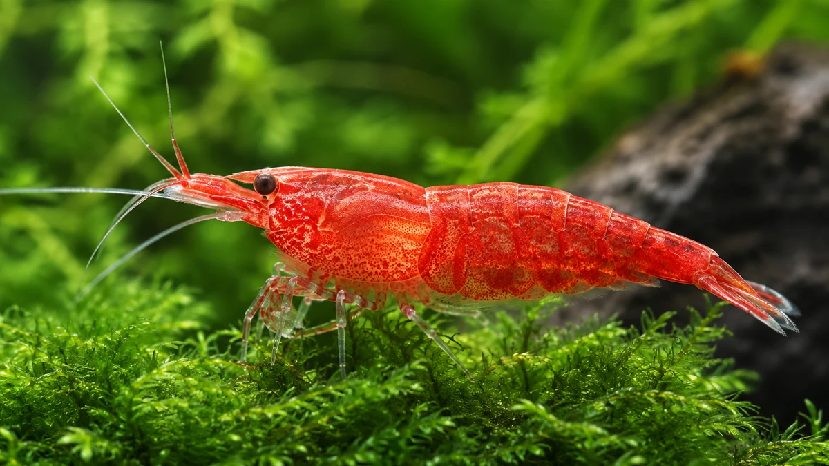 Červená krevetka Neocaridina (Red Cherry) na mechu