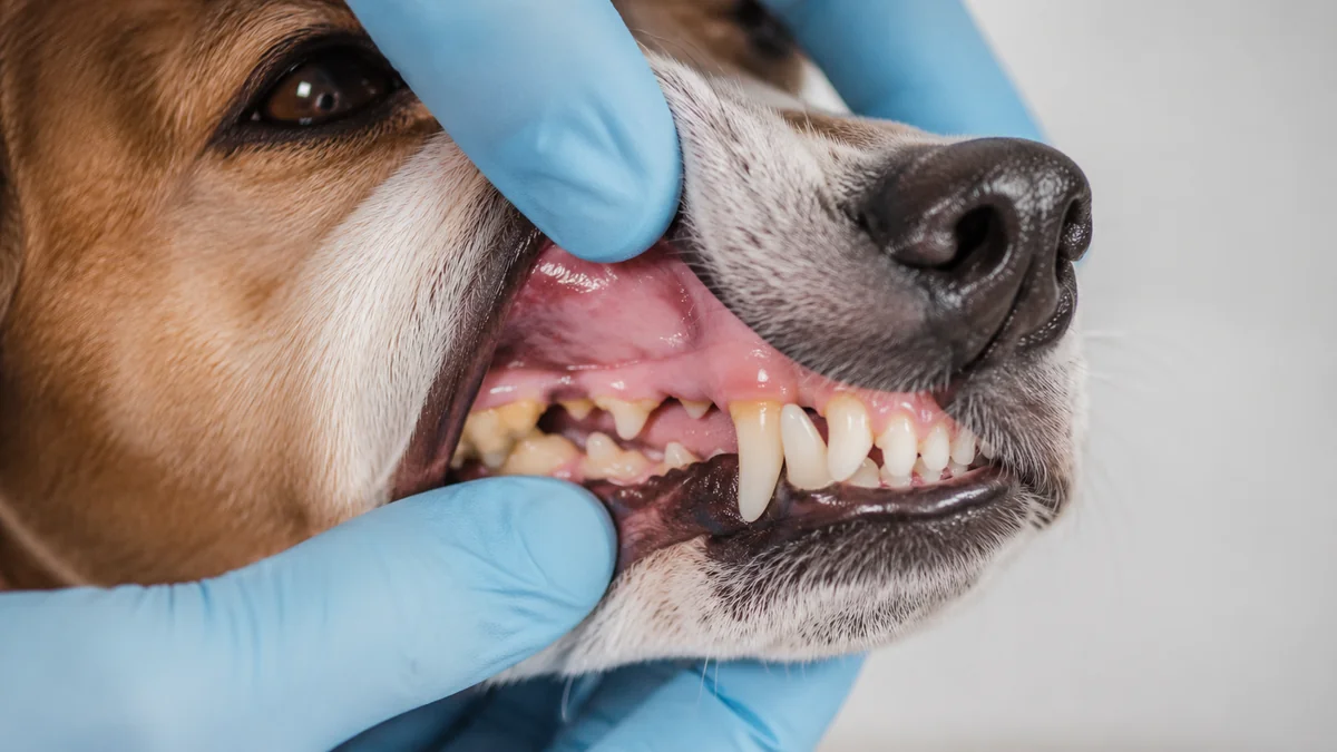 Veterinář kontroluje zuby psa — patrný plak na zubech