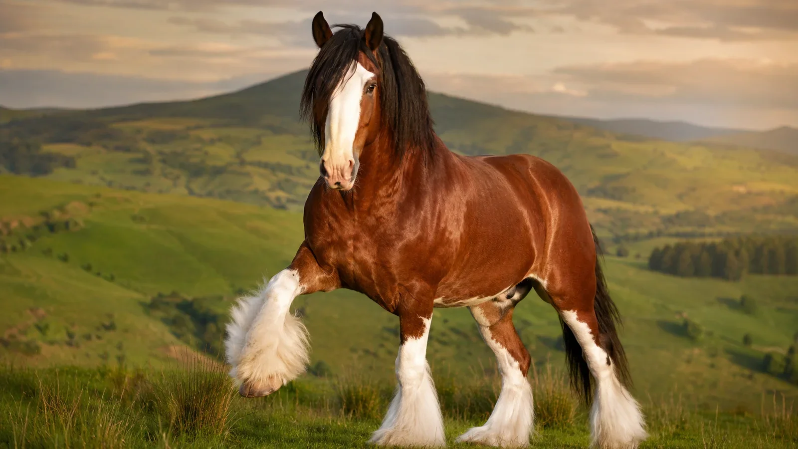Clydesdale